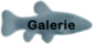 Galerie